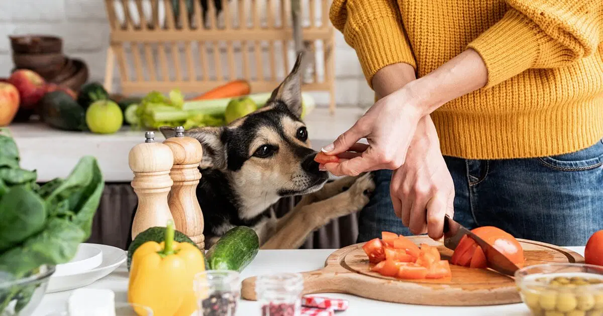 Human Food Can Dogs Eat