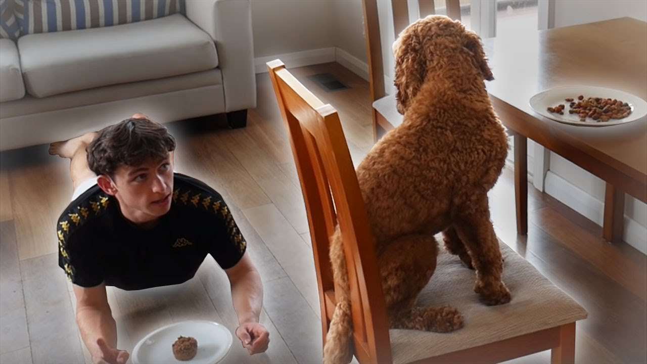 Dog To Human AI