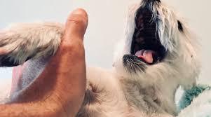 Dog meme