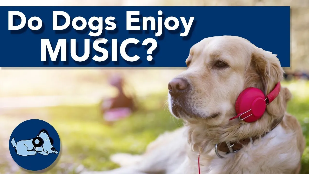 do dogs like music