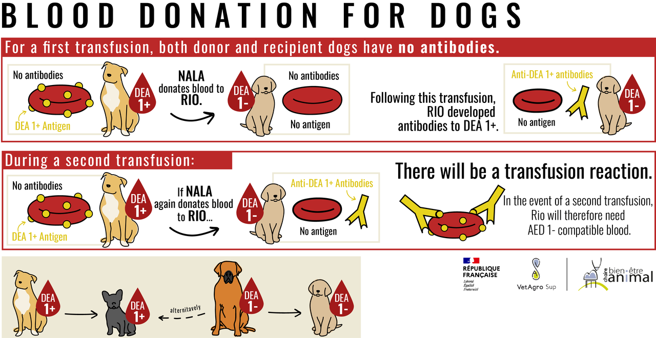 Do Dogs Have Blood Types Like Humans