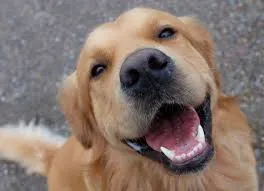 Dogs Smile